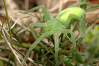 Micrommata virescens